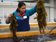 Julieta Gomez a kelp restoration specialist looks over a sample of bull kelp growing in an outdoor tank Oct. 9 at The UC Davis Coastal and Marine Sciences Institute&rsquo;s Bodega Marine Laboratory in Bodega Bay, Calif. Kelp forests vanished off the northern California coast a decade ago.