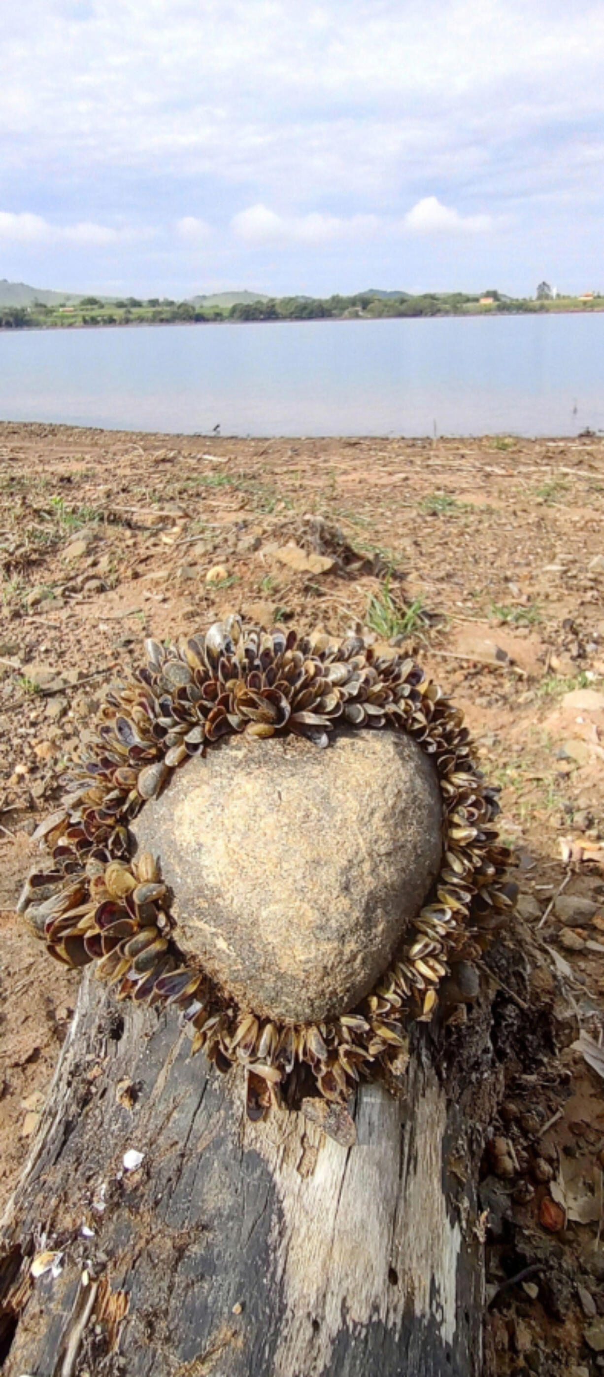 Golden mussels attached to a rock. Golden mussels, an invasive freshwater bivalve that has devastated ecosystems and critical water infrastructure in other parts of the world, were recently discovered near the Port of Stockton in California.