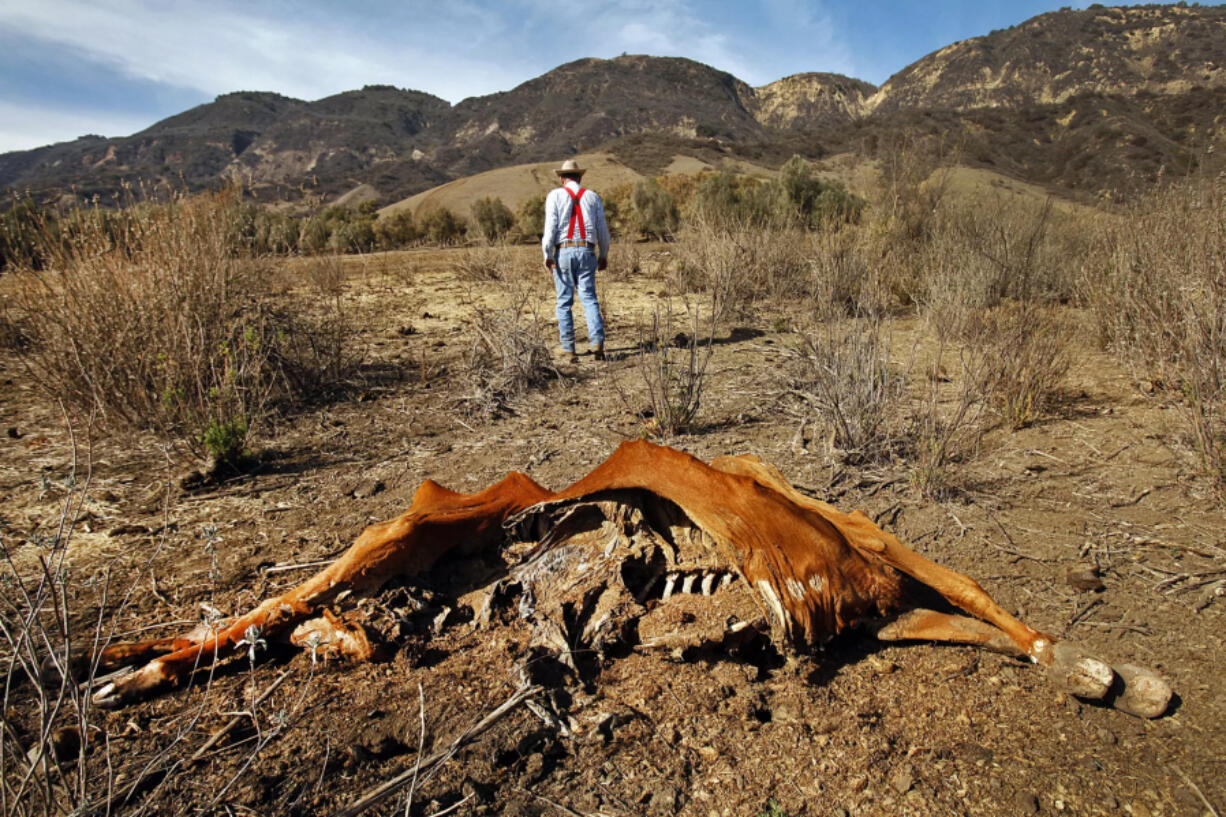 A Santa Paula cattle rancher walks away from the carcass of one of his animals that died amid extreme drought conditions in 2014.