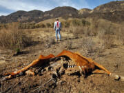 A Santa Paula cattle rancher walks away from the carcass of one of his animals that died amid extreme drought conditions in 2014.