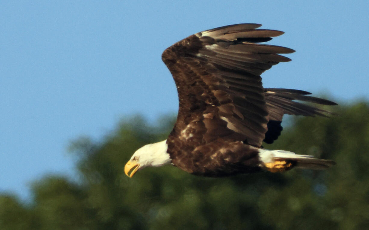 A bald eagle flies over Centerport Harbor on July 19 in Centerport, N.Y.