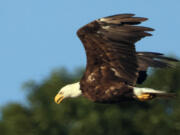 A bald eagle flies over Centerport Harbor on July 19 in Centerport, N.Y.