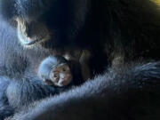 An endangered species of ape, clinging to mother Hutan as she eats some citrus fruit, was born Oct. 27 at ZooTama at Lowry Park  in Tampa, Fla.