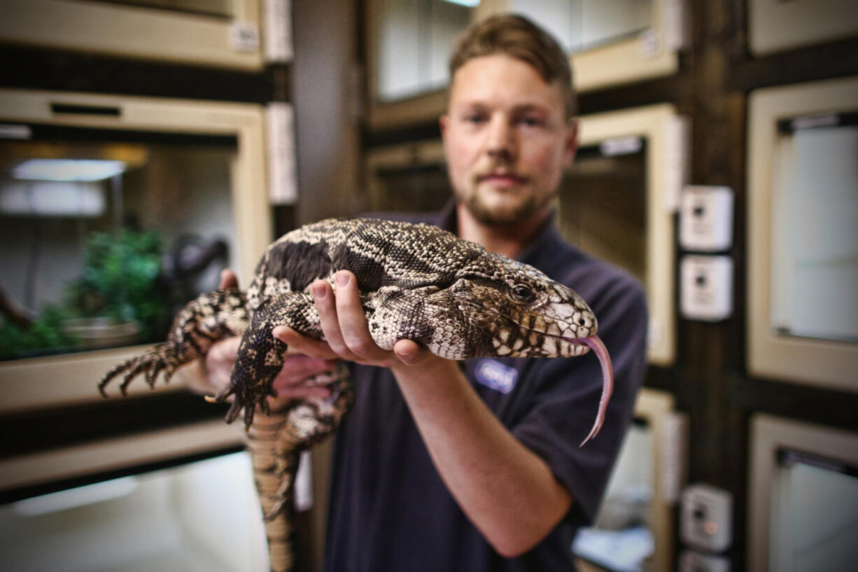 Reptile Rescue Coordinator Tom Bunsell handles an Argentine black and white tegu at the Royal Society for the Prevention of Cruelty to Animals reptile rescue center on May 29, 2015, in Brighton, England.