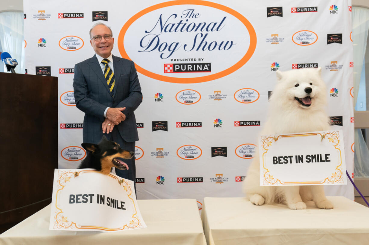 Kanji, front left, a 5-year-old Lancashire heeler; Steve Sansone, back left, member of the Kennel Club of Philadelphia&rsquo;s board of directors; and Prince Louis, a Samoyed, during the smile-off contest at the National Dog Show press preview on Nov. 12, 2024.