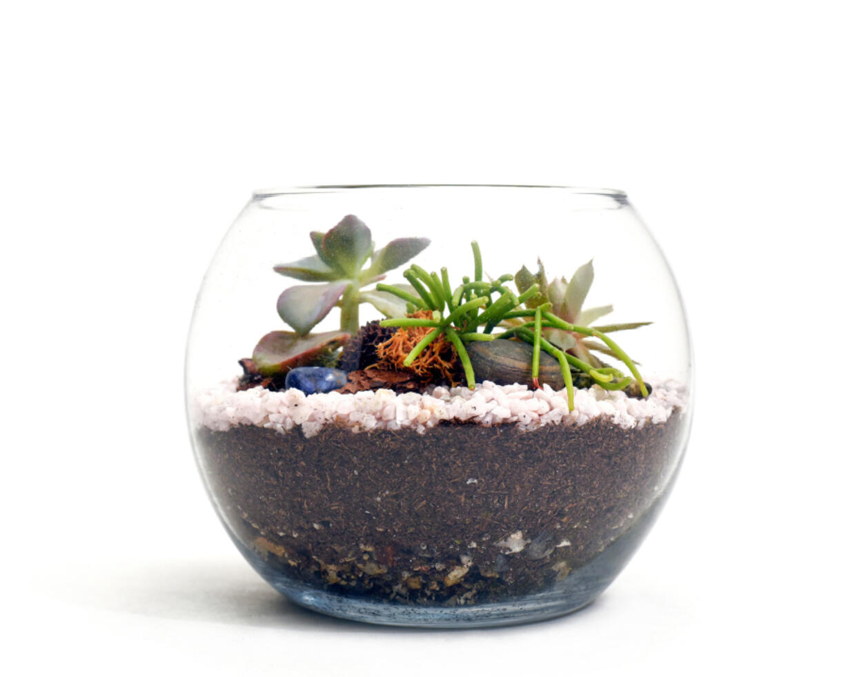 Even a cool glass container, cloche or bell jar turned open-side-down and placed on a shallow planting tray will work as a terrarium.