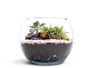 Even a cool glass container, cloche or bell jar turned open-side-down and placed on a shallow planting tray will work as a terrarium.