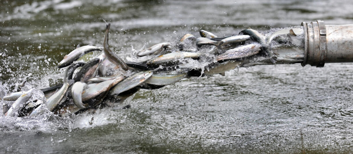 Bob Pennell/The (Medford) Mail Tribune 
 Thousands of tiny winter steelhead are released Monday from an Oregon Fish and Wildlife truck for the start of their journey that begins in Carberry Creek above the Applegate Dam in Southern Oregon. 
 ---