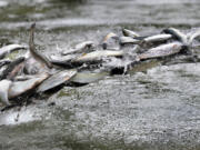 Bob Pennell/The (Medford) Mail Tribune 
 Thousands of tiny winter steelhead are released Monday from an Oregon Fish and Wildlife truck for the start of their journey that begins in Carberry Creek above the Applegate Dam in Southern Oregon. 
 ---