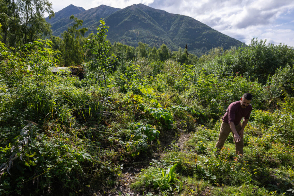 Josh Smith operates Bear Mountain Forest Nursery at his home in Peters Creek, Alaska, on Aug. 30, 2024. There, he&rsquo;s experimenting with hazelnut strains to see what can thrive.