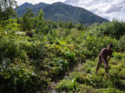 Josh Smith operates Bear Mountain Forest Nursery at his home in Peters Creek, Alaska, on Aug. 30, 2024. There, he&rsquo;s experimenting with hazelnut strains to see what can thrive.