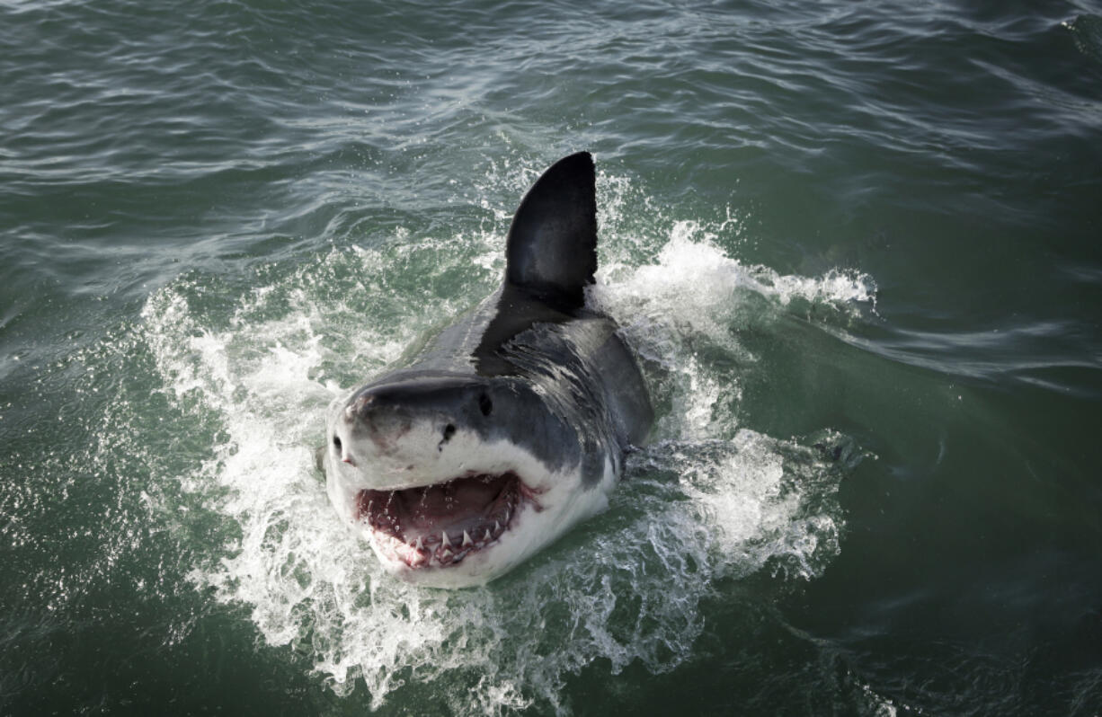 A great white shark breaches the ocean surface in Mossel Bay, South Africa, where researchers tested the impact of LED lights on the sharks.