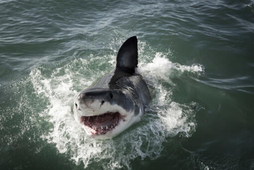 A great white shark breaches the ocean surface in Mossel Bay, South Africa, where researchers tested the impact of LED lights on the sharks.