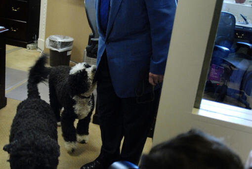 U.S. Sen. Edward Kennedy, D-Ma., wrangles his dogs to depart after a news conference about the failure of recent immigration legislation June 8, 2007, at the Capitol in Washington, D.C.