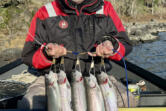 Tom Fritsch with a limit of dandy Black Friday trout taken last December at Rowland Lake while fishing with Buzz Ramsey. Several local lakes will be stocked with &igrave;jumbo&icirc; size rainbow trout ahead of Black Friday.