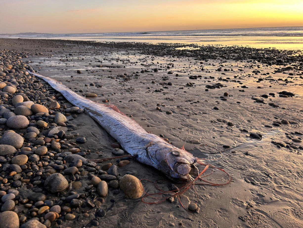 A 10-foot-long oarfish was found Nov. 6 at Grandview Beach in Encinitas, Calif., by Scripps Institution of Oceanography doctoral candidate Alison Laferriere.