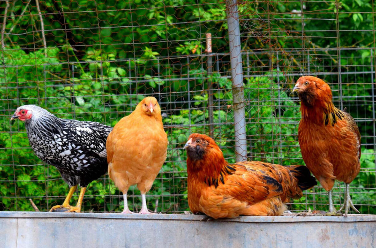 Avian flu has destroyed many backyard poultry farms in the Pacific Northwest, in addition to larger commercial operations.