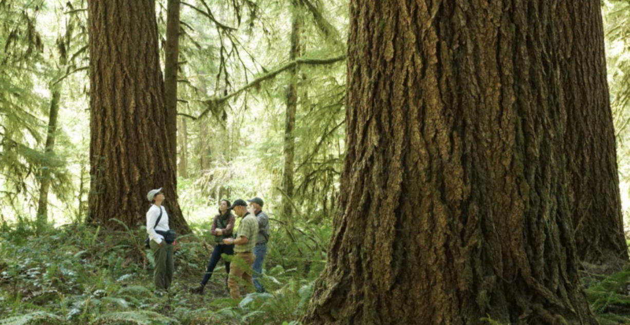 Meg Krawchuk, associate professor in Oregon State University&rsquo;s College of Forestry, and Shannon Murray, program director of the Elliott State Research Forest, survey an old growth stand.