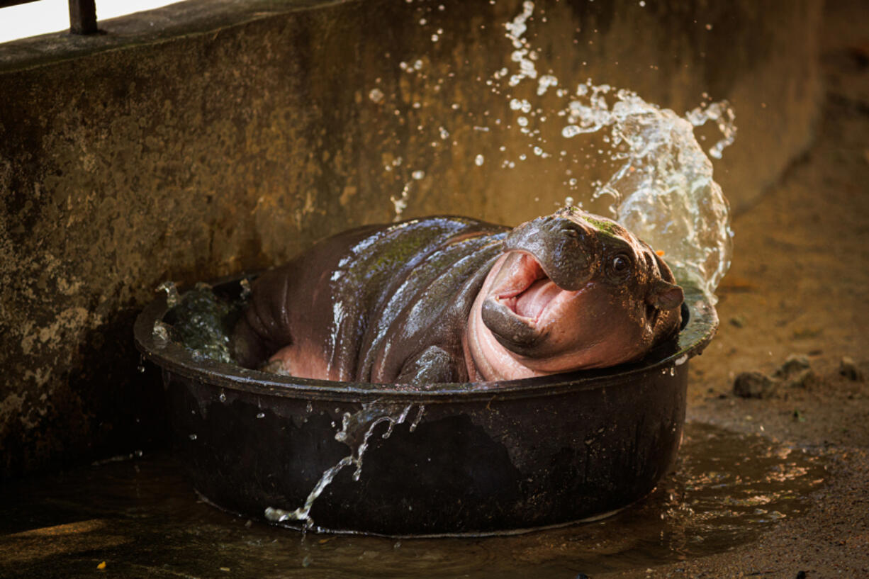 Moo Deng splashes in a bucket of water in her enclosure at the Khao Kheow Open Zoo on Nov. 11, 2024, in Pattaya, Thailand. Moo Deng, a pygmy hippo born on July 10, 2024, at Thailand&#039;s Khao Kheow Open Zoo, became a global viral sensation, drawing thousands of visitors daily and boosting the local economy. Her popularity led the zoo to sell Moo Deng-themed merchandise, partner with Thai brands, and limit visitor time to just 5 minutes to reduce wait times. &quot;Moo Deng,&quot; meaning &quot;bouncy pork&quot; in Thai, reflects the baby hippo&#039;s feisty nature.