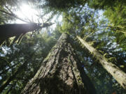 FILE - Old-growth Douglas fir trees stand along the Salmon River Trail, June 25, 2004, in Mt. Hood National Forest outside Zigzag, Ore.