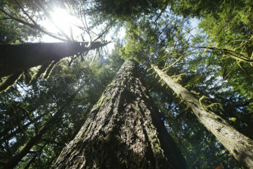 FILE - Old-growth Douglas fir trees stand along the Salmon River Trail, June 25, 2004, in Mt. Hood National Forest outside Zigzag, Ore.