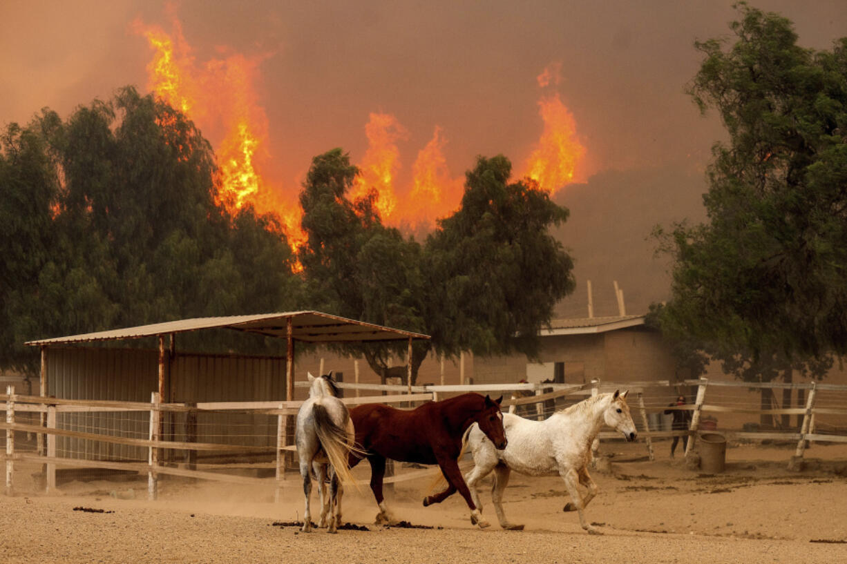 Flames from the Mountain Fire leap along a hillside as horses gallop in an enclosure at Swanhill Farms in Moorpark, Calif., on Thursday, Nov. 7, 2024.