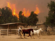 Flames from the Mountain Fire leap along a hillside as horses gallop in an enclosure at Swanhill Farms in Moorpark, Calif., on Thursday, Nov. 7, 2024.