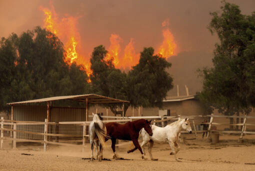 Flames from the Mountain Fire leap along a hillside as horses gallop in an enclosure at Swanhill Farms in Moorpark, Calif., on Thursday, Nov. 7, 2024.