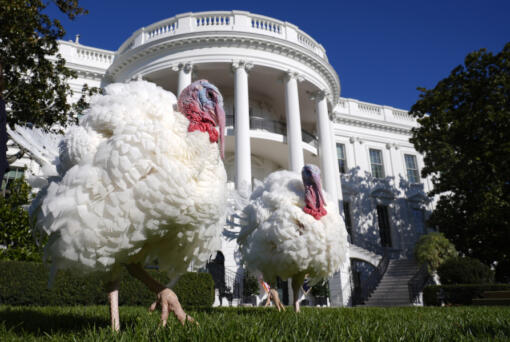 National Thanksgiving turkeys, Peach, left, and Blossom, right, walk on the South Lawn of the White House in Washington, Monday, Nov. 25, 2024, as they wait for President Joe Biden to pardon them.