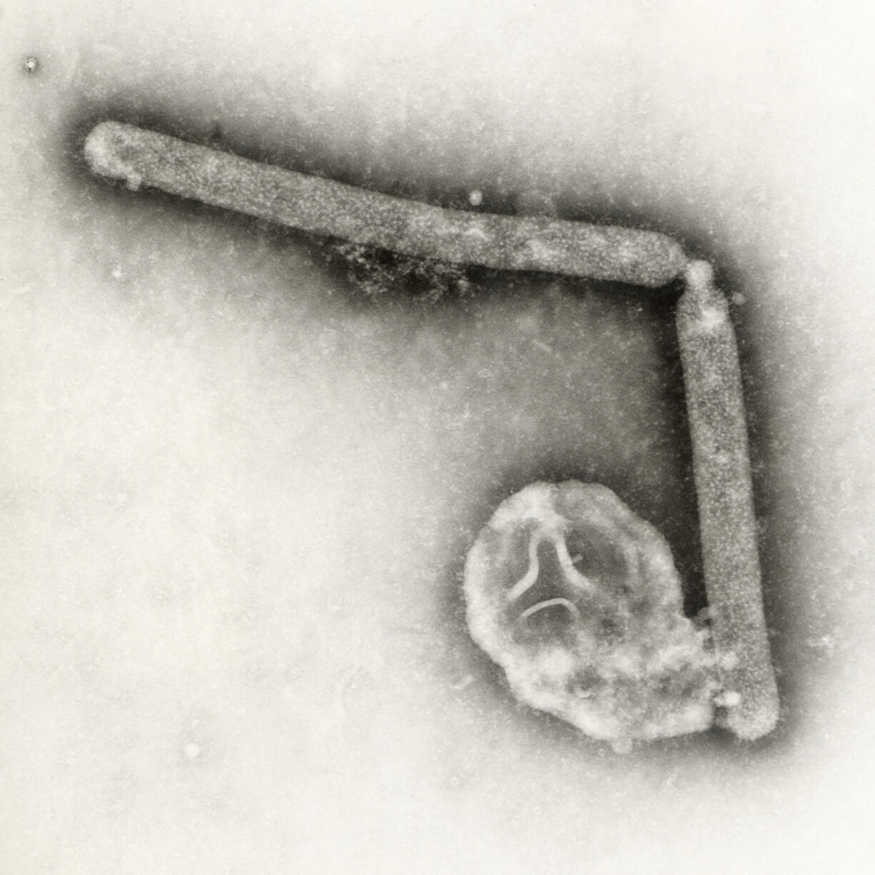 This undated electron microscopic image provided by the Centers for Disease Control and Prevention shows two Influenza A (H5N1) virions, a type of bird flu virus.