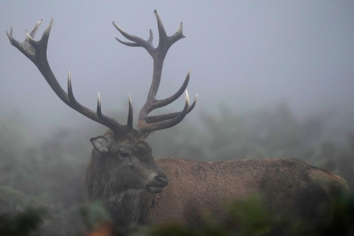 Deer rut Oct. 18 in Bushy Park south west London. Wild deer numbers have dramatically multiplied in recent decades and there are now more deer in England than at any other time in the last 1,000 years, according to the Forestry Commission, the government department looking after England&rsquo;s public woodland.