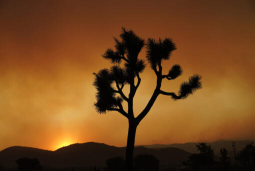 FILE&mdash;A Joshua tree is silhouetted in front of the Bobcat Fire at sunset Saturday, Sept. 19, 2020, in Juniper Hills, Calif.