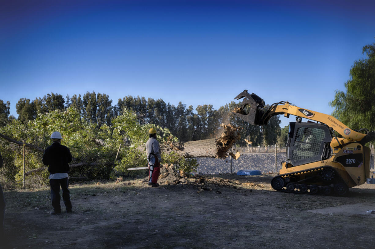 Los Angeles city workers remove the remains of a fallen tree blown over by intense winds that crushed a fence in a city park on Monday, Nov. 4, 2024.