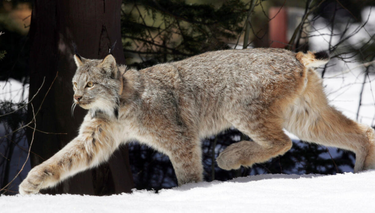 FILE - A Canada lynx heads into the Rio Grande National Forest after being released near Creede, Colo., April 19, 2005.