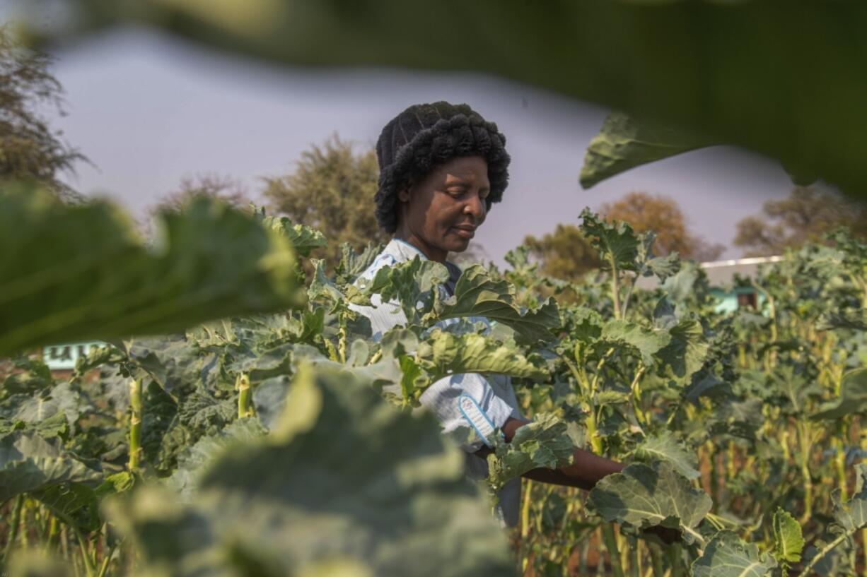 A villager harvests vegetables in a plot that is part of a climate-smart agriculture program funded by the United States Agency for International Development in Chipinge, Zimbabwe, on Thursday, Sept. 19, 2024.