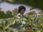 A villager harvests vegetables in a plot that is part of a climate-smart agriculture program funded by the United States Agency for International Development in Chipinge, Zimbabwe, on Thursday, Sept. 19, 2024.