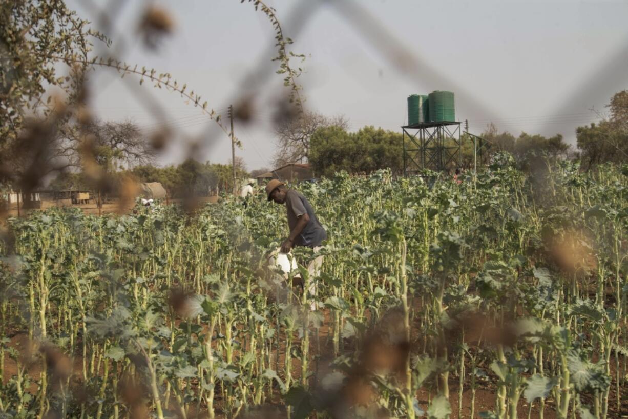 A villager tends to his vegetable garden in a plot that is part of a climate-smart agriculture program funded by the United States Agency for International Development in Chipinge, Zimbabwe, on Sept. 19.