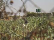 A villager tends to his vegetable garden in a plot that is part of a climate-smart agriculture program funded by the United States Agency for International Development in Chipinge, Zimbabwe, on Sept. 19.