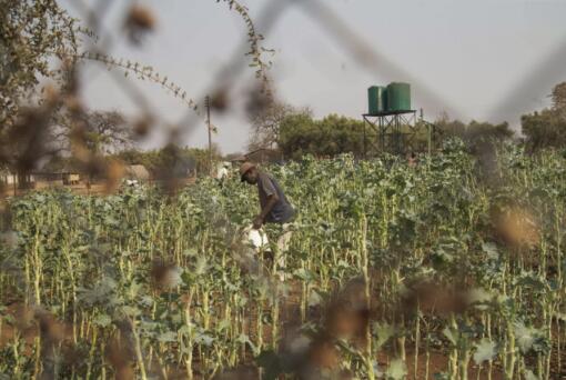 A villager tends to his vegetable garden in a plot that is part of a climate-smart agriculture program funded by the United States Agency for International Development in Chipinge, Zimbabwe, on Sept. 19.