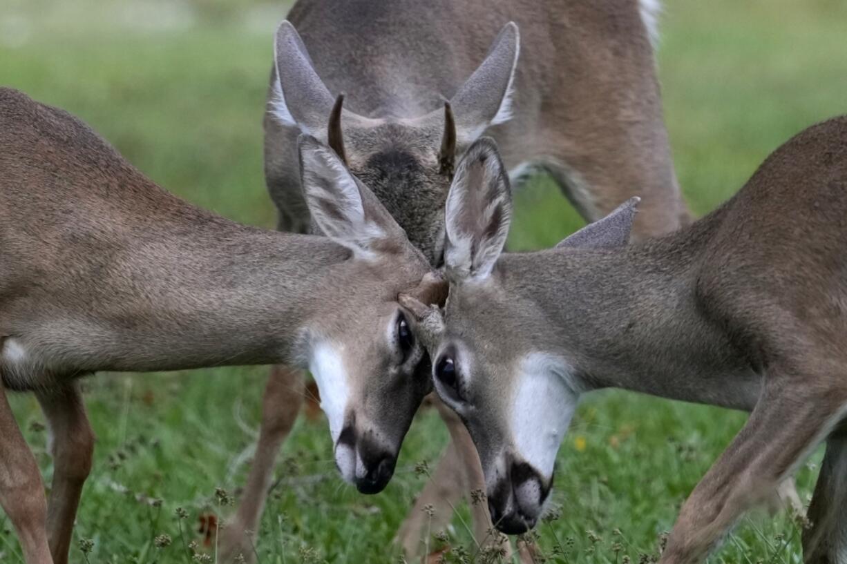 Key Deer, the smallest subspecies of the white-tailed deer that have thrived in the piney and marshy wetlands of the Florida Keys, interact as they walk through a residential neighborhood Thursday, Oct. 17, 2024, in Big Pine Key, Fla.