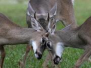 Key Deer, the smallest subspecies of the white-tailed deer that have thrived in the piney and marshy wetlands of the Florida Keys, interact as they walk through a residential neighborhood Thursday, Oct. 17, 2024, in Big Pine Key, Fla.