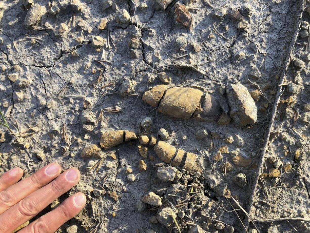 This undated photo provided by Grzegorz Niedzwiedzki shows fossilized plant-eating dinosaur poop found in Soltykow, Poland.