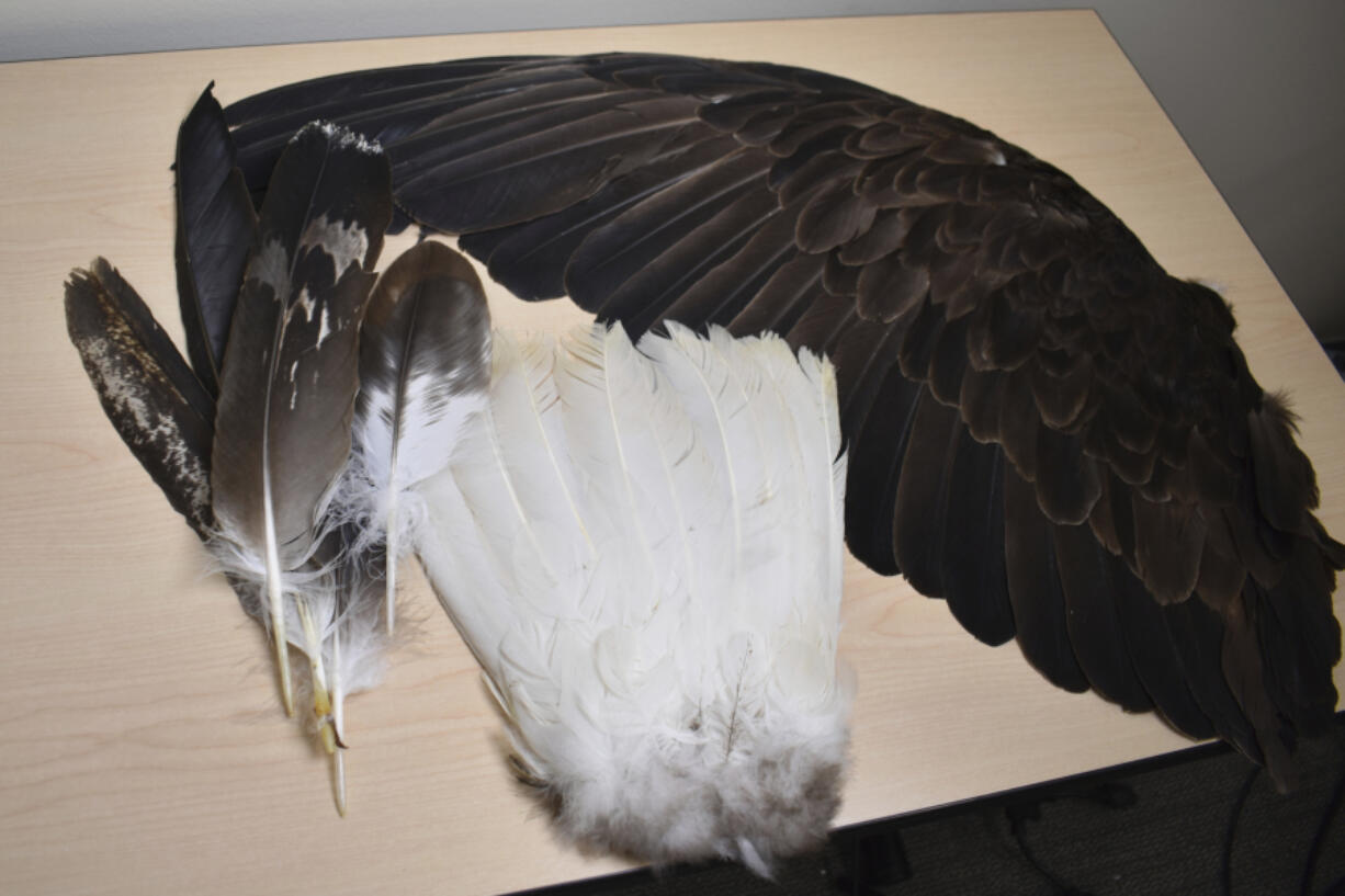 Eagle feathers are displayed on a table at the U.S. Fish &amp; Wildlife Service&rsquo;s National Eagle Repository in Commerce City, Colo., on March 8, 2024.