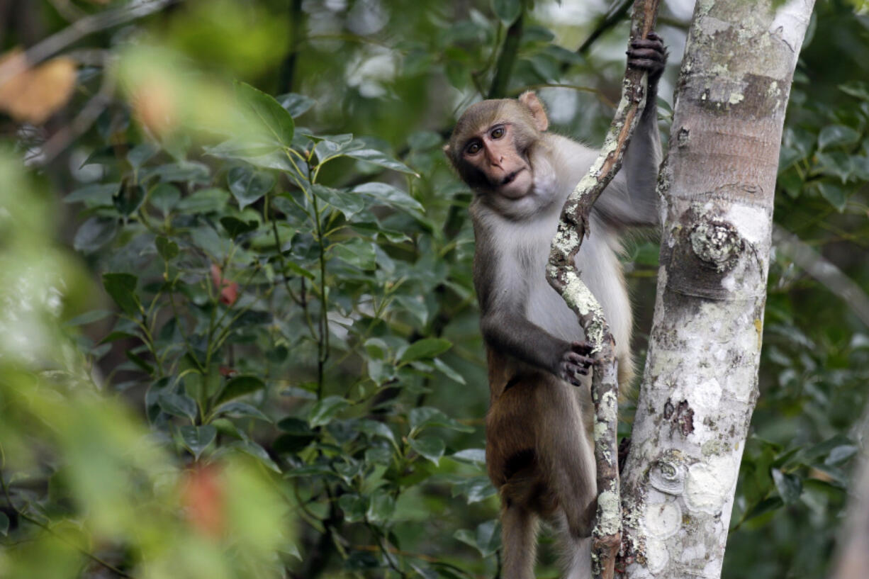 In this Friday, Nov. 10, 2017 photo, a rhesus macaques monkey observes kayakers as they navigate along the Silver River in Silver Springs, Fla.