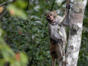 In this Friday, Nov. 10, 2017 photo, a rhesus macaques monkey observes kayakers as they navigate along the Silver River in Silver Springs, Fla.