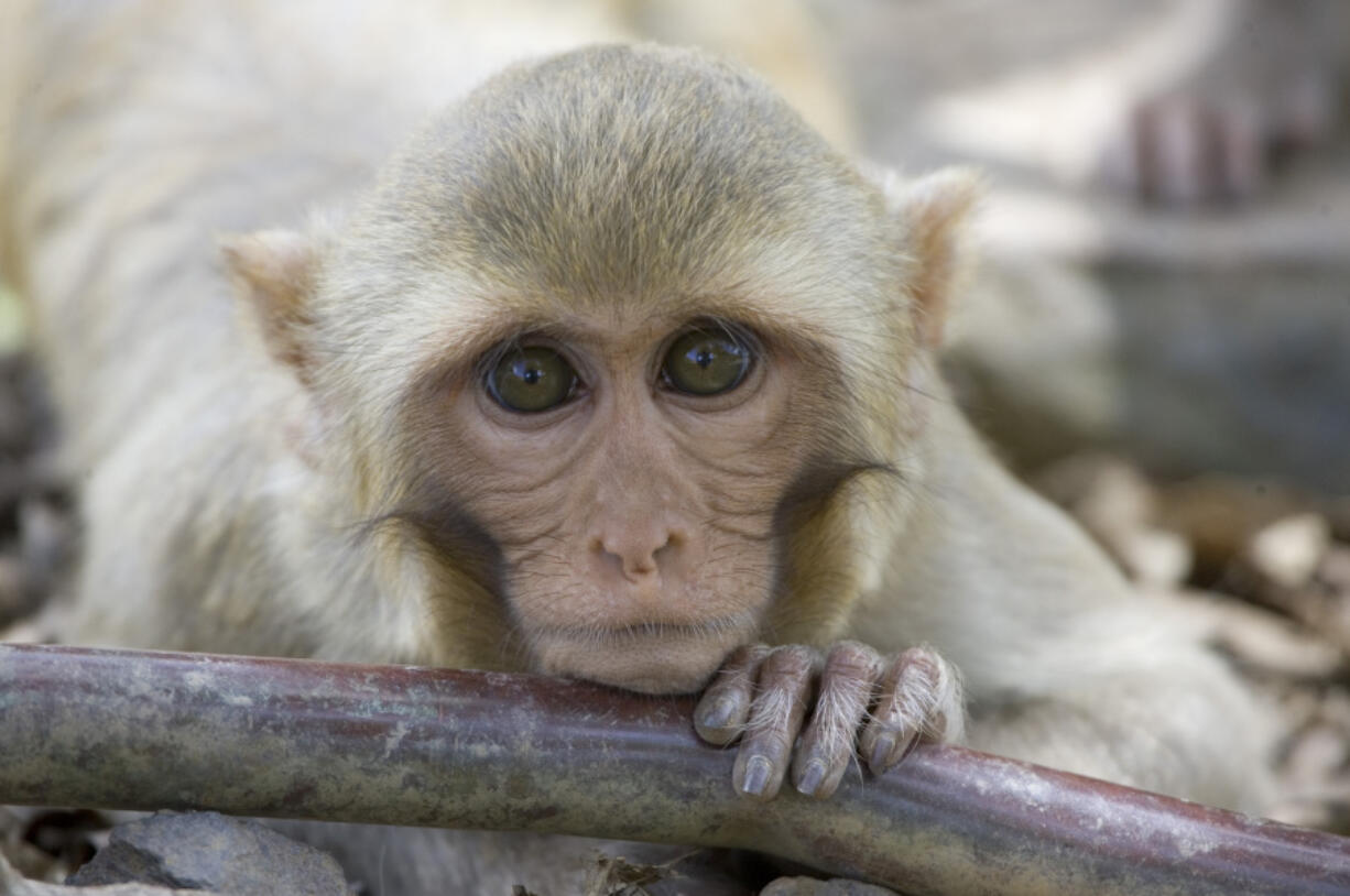 FILE - A rhesus macaque monkey rests his chin on a water pipe on Cayo Santiago, known as Monkey Island off the eastern coast of Puerto Rico, Tuesday, July 29, 2008.