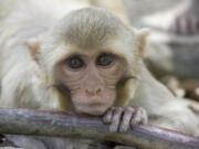 FILE - A rhesus macaque monkey rests his chin on a water pipe on Cayo Santiago, known as Monkey Island off the eastern coast of Puerto Rico, Tuesday, July 29, 2008.