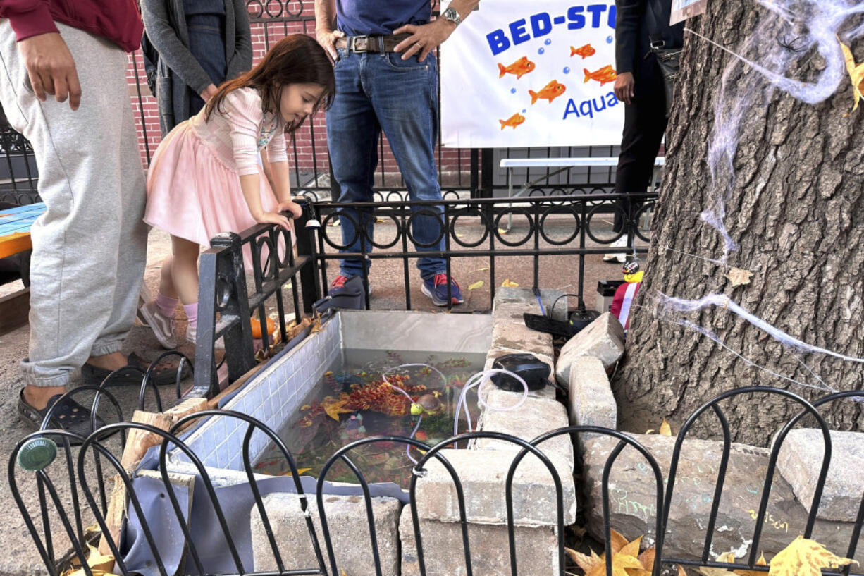 Isabel Lohan, 3, looks into the replacement makeshift goldfish aquarium in a tree bed, adjacent to the one filled in with concrete by the city, Friday in the Brooklyn borough of New York City.