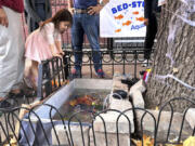 Isabel Lohan, 3, looks into the replacement makeshift goldfish aquarium in a tree bed, adjacent to the one filled in with concrete by the city, Friday in the Brooklyn borough of New York City.