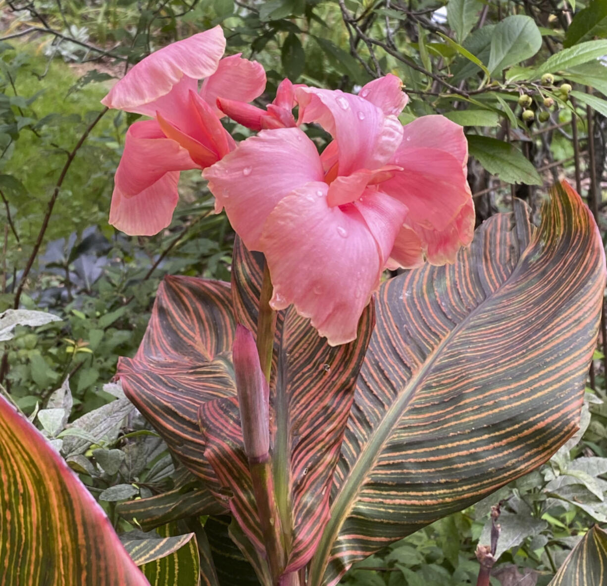 Canna &lsquo;Pink Sunburst&rsquo; plant in bloom in Asharoken, N.Y.